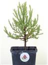 <b>Sequoia Gigante Mini P/B</b> Esemplare Unico cm 25-14,90 €