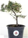 <b>Cotoneaster Mini P/B</b> Esemplare Unico cm 21-9,80 €
