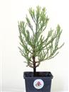 <b>Sequoia Gigante Mini P/B</b> Esemplare Unico cm 28-14,90 €