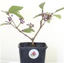 <b>Callicarpa Mini P/B</b> Esemplare Unico cm 21-9,90 €