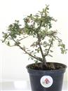 <b>Cotoneaster Mini P/B</b> Esemplare Unico cm 22-9,80 €