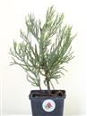 <b>Sequoia Gigante Mini P/B</b> Esemplare Unico cm 29-14,90 €