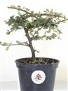 <b>Cotoneaster Mini P/B</b> Esemplare Unico cm 20-9,80 €