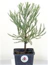 <b>Sequoia Gigante Mini P/B</b> Esemplare Unico cm 30-14,90 €