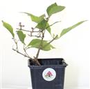 <b>Callicarpa Mini P/B</b> Esemplare Unico cm 20-9,80 €