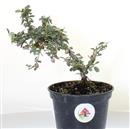<b>Cotoneaster Mini P/B</b> Esemplare Unico cm 21-9,80 €