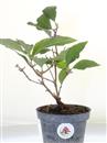 <b>Callicarpa Mini P/B</b> Esemplare Unico cm 24-9,90 €