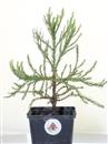 <b>Sequoia Gigante Mini P/B</b> Esemplare Unico cm 28-14,90 €
