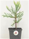 <b>Sequoia Gigante Mini P/B</b> Esemplare Unico cm 27-14,90 €
