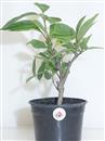 <b>Magnolia Susan P/B</b> Esemplare Unico cm 32-24,90 €