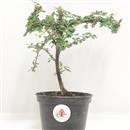 <b>Cotoneaster Mini P/B</b> Esemplare Unico - cm 23-9,80 €