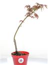 <b>Acero Dissectum Garnet Mini P/B</b> Esemplare Unico cm 35-29,80 €