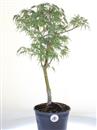 <b>Acero Dissectum Seiryu P/B</b> Esemplare Unico cm 50-39,00 €