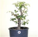 ..<b>Zelkova Serrata P/B</b> Esemplare Unico cm 50-140,00 € novi