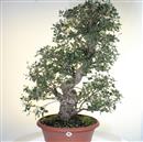 <b>Quercia da Sughero P/B</b> Esemplare Unico cm 80-490,00 €