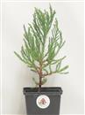 <b>Sequoia Gigante Mini P/B</b> Esemplare Unico cm 27-16,90 €