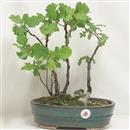 <b>Quercia Bosco Yamadori P/B </b> Esemplare Unico cm.37-69,00 €