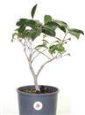<b>Camelia P/B</b> Esemplare Unico cm 40-29,00 €