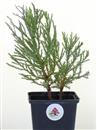 <b>Sequoia Gigante Mini P/B</b> Esemplare Unico cm 27-16,90 €