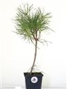<b>Pino Silvestre Mini PB</b> Esemplare Unico- cm 40-12,90 €
