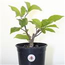<b>Magnolia Susan P/B</b> Esemplare Unico cm 27-29,90 €