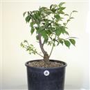 ..<b>Albicocco Giapponese Rosa P/B</b> Esemplare Unico cm 58-150,00 € novi