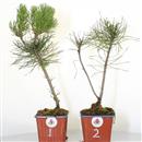 <b>Pino Nero Uncinata Mini P/B</b> Scegli l'Esemplare - cm 25-9,90 €