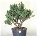 <b>Ginepro Rigida P/B </b>Esemplare Unico cm 53-140,00