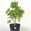 <b>Albero Pagoda P/B</b> Esemplare Unico cm 57-97,00 €