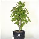 <b>Albero Pagoda P/B</b> Esemplare Unico cm 60-97,00 €