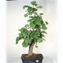 <b>Ginkgo P/B</b> Esemplare Unico cm 72-240,00 €