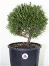 <b>Rosmarino P/B</b> - cm 39-37,00 €