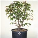 <b>Albicocco Giapponese Rosa P/B</b> Esemplare Unico cm 65-160,00 €