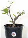 <b>Magnolia Susan P/B</b> Esemplare Unico cm 27-24,90 €