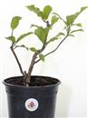<b>Magnolia Susan P/B</b> Esemplare Unico cm 29-24,90 €