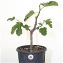 <b>Fico P/B</b> Esemplare Unico cm 42-39,00 €