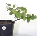 <b>Albero di Giuda P/B</b> Esemplare Unico cm 31-39,00 €