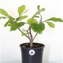 <b>Magnolia Susan P/B</b> Esemplare Unico cm 30-24,90 €