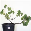 <b>Albero di Giuda P/B</b> Esemplare Unico cm 37-39,00 €