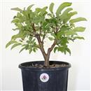 <b>Melo Micromalus P/B</b> Esemplare Unico cm 34-49,00 €