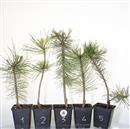 <b>Pino Nero Austriaca Mini P/B</b> Scegli l'Esemplare - cm 50-12,90 €