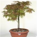 <b>Acero Yama P/B</b> Esemplare Unico cm 55-120,00 €