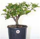 <b>Melo Halliana P/B</b> Esemplare Unico cm 37-49,00 €