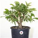 <b>Melo Micromalus P/B</b> Esemplare Unico cm 37-49,00 €