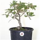 <b>Quercia P/B</b> Esemplare Unico cm 36-39,00 €