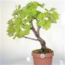 <b>Vite P/B</b> Esemplare Unico cm 58-99,00 €