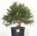 <b>Pino di Aleppo P/B</b> Esemplare Unico cm 40-59,00 €