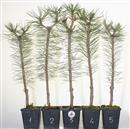 <b>Pino Nero Austriaca Mini P/B</b> Scegli l'Esemplare - cm 50-9,80 €