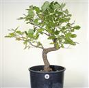 <b>Quercia P/B</b> Esemplare Unico cm 65-198,00 €