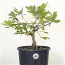 <b>Quercia P/B</b> Esemplare Unico cm 40-39,00 €